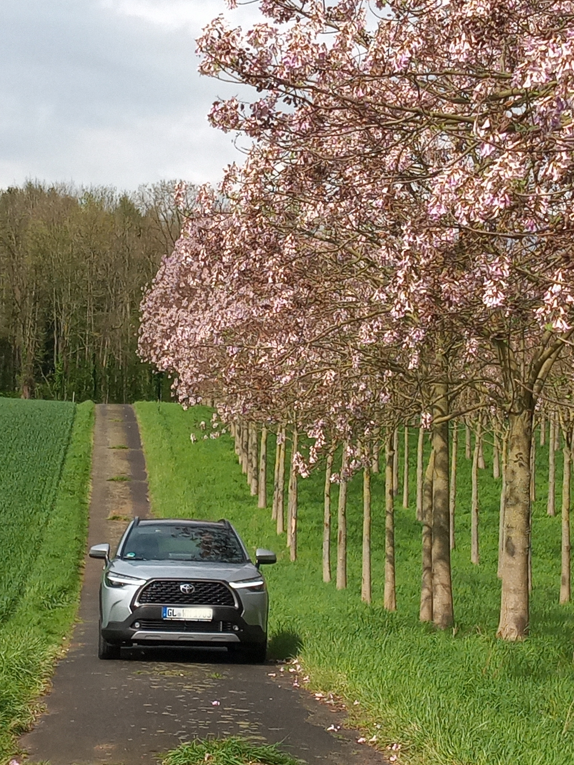 Anfahrt in die Blauglocken Plantage